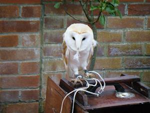 Picture of a barn owl