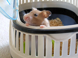 Picture of Cuddles the hamster