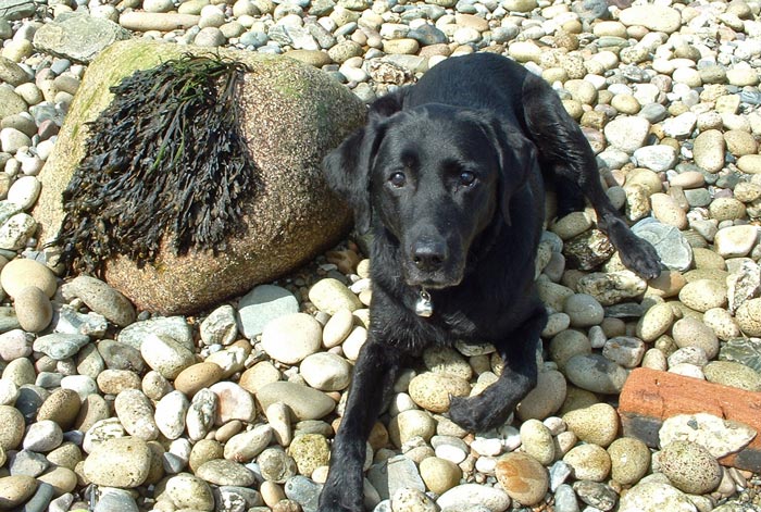 Picture of Mandy on Arran Pebble Beach