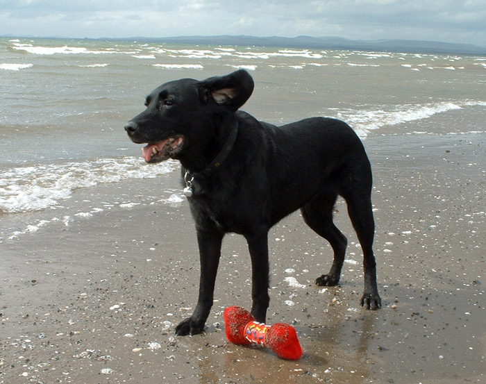 Picture of Mandy on Troon Beach with her Toy Bone