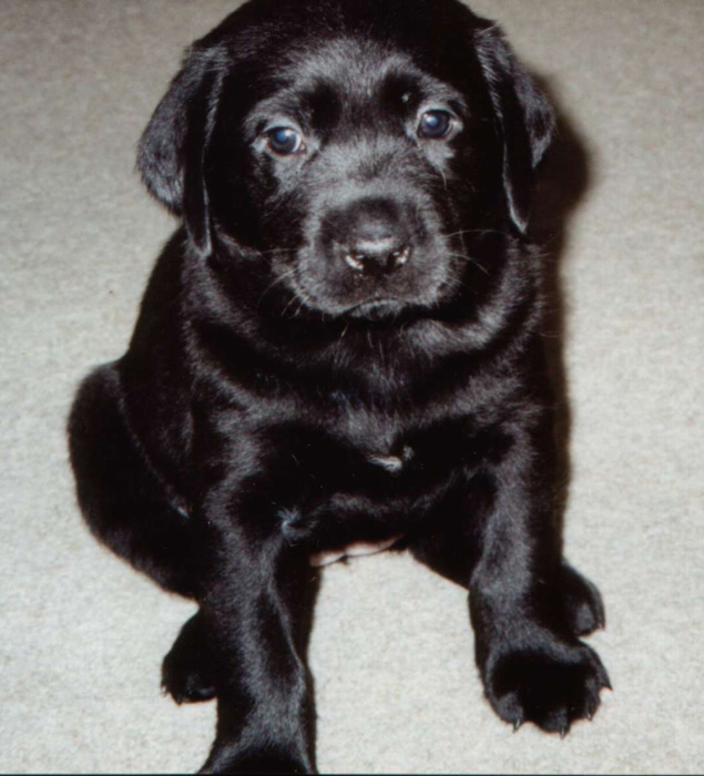 Picture of Mandy as a Puppy