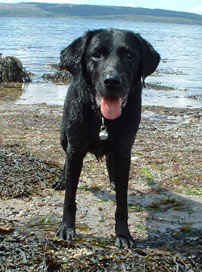 Picture of A Wet Mandy on Troon Beach